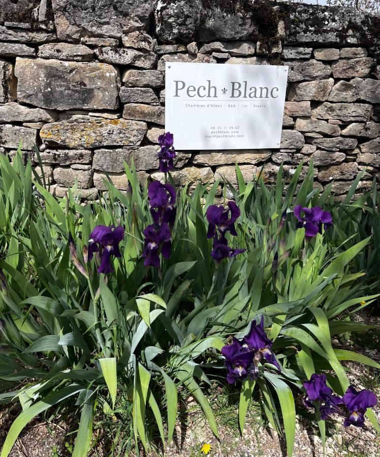 Calvignac Chambres D'Hotes Pech Blanc المظهر الخارجي الصورة